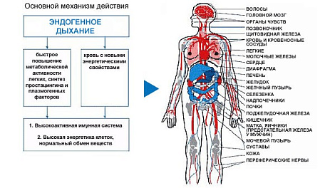 Ингалятор-тренажер индивидуальный (Дыхательный тренажер Фролова)